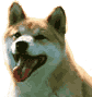 shiba