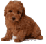 toy