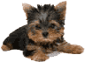 y_terrier